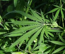 marijuana