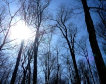 soare