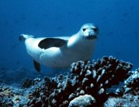 Caraibe: O specie de focă a fost oficial declarată dispărută, din cauza omului