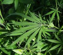 Danemarca, pe primul loc &icirc;n UE la consumul de marijuana. Rom&acirc;nii, pe ultimele locuri