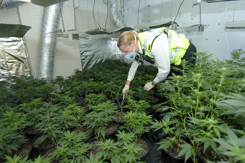 Un olandez are propria grădină de cannabis în spatele casei Un olandez are propria grădină de cannabis în spatele casei