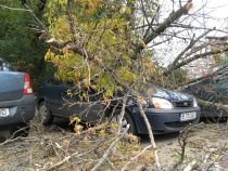 S-a întâmplat în Capitală. Un copac a căzut peste o maşină, iar automobilul e intact (FOTO)