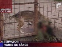 La adapostul de caini din Pascani animalele infometate se mananca intre ele