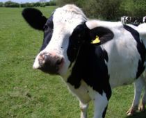 Taxa pe vaca i-ar putea costa pe americani 175 de dolari