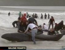 Balene