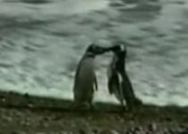 Pinguini