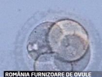 Ovule