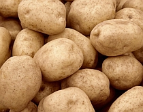 Cartofii modificati genetic urmeaza sa fie aprobati in UE