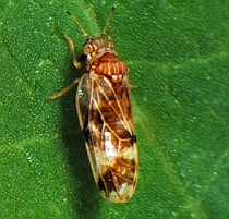 insecta japoneza