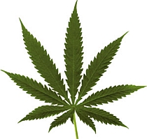 marijuana