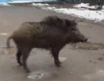 Un iesean a fost muscat de un porc mistret