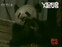 panda