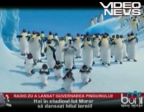 pinguin