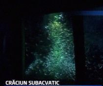 sardine