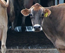 crescator animale