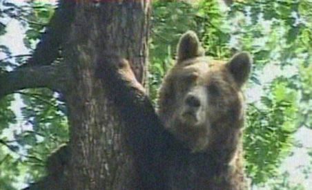 Ursii din Carpati ar putea fi exportati. Pana atunci, li se ofera ciocolata pentru a ramane in padure (VIDEO)