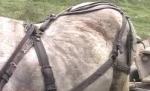 Un cal a fost bătut cu cruzime de stăpânul lui <font color=red>(VIDEO)</font>