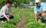 Căpşunarii, în pericol să-şi piardă posturile: Spania reduce cu 35% locurile de muncă pentru imigranţi
