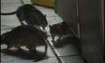 Cadavrul unui bărbat, devorat de şobolani la morga unui spital