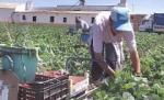 Cei 100.000 de români, şomeri în Spania, s-ar putea întoarce acasă 