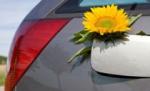 Cercetătorii au descoperit motorina care creşte în copac