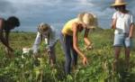 Irlanda vrea să menţină restricţiile de pe piaţa muncii pentru români şi bulgari