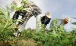 Primăriile olandeze ar putea produce cannabis pe cont propriu