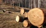 ONU  vrea să recompenseze proprietarii care nu vor defrișa pădurile de pe terenurile lor
