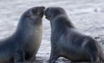 Antarctica este mai bogată în faună decât Insulele Galapagos