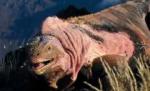 O specie de iguane roz, descoperită în Galapagos

