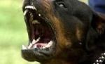 Un copil din Cluj, în stare gravă, după ce a fost muşcat de cap de un Rottweiler