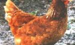 Un nou caz de gripă aviară, în China. O femeie a murit, din cauza virusului H5N1