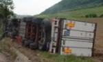 Infotrafic. Un TIR încărcat cu porci vii s-a răsturnat lângă Deva
