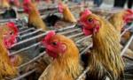 În China s-a înregistrat al patrulea deces din cauza gripei aviare, de la începutul anului