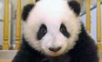 13 ursuleţi panda, prezentaţi pentru prima oară publicului chinez