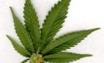 Un partid care militează pentru legalizarea marijuanei ar putea intra în Parlamentul israelian