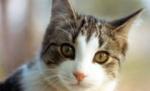 O rusoaică şi-a înjunghiat iubitul pentru că i-a maltratat pisica