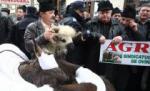 Crescătorii de animale au protestat faţă de noile norme de igienă a alimentelor pe care le produc