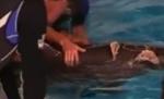 Prietenul la nevoie se cunoaşte: Un delfin şi-a escortat un seamăn rănit de rechin (VIDEO)
