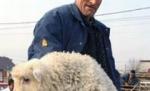 Carnea de miel s-ar putea scumpi în următoarea perioadă