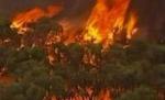 Noi incendii în Australia, din cauza temperaturilor ridicate
