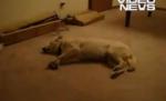 Şi câinii visează urât. Uitaţi ce se întâmplă atunci când patrupedele au coşmaruri (VIDEO)