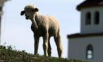 Scăderea vânzărilor ar putea duce la ieftinirea cărnii de miel
