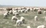 A început goana după miei. Află cât te costă anul acesta un kilogram de carne
