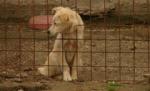 Jilava, închisoarea câinilor: Animale înfometate, prinse cu capul în gard, alături de cadavre (FOTO)