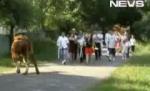 Dacă ploaia aduce belşug şi curcubeul noroc, ce aduce o vacă în ziua nunţii? (VIDEO) 