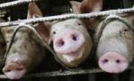 Egipt a decis sacrificarea tuturor porcilor din ţară, de teama gripei porcine

