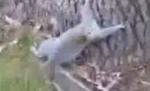 O veveriţă beată încearcă să se caţere într-un copac (VIDEO)