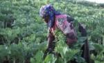 Teama de criza alimentară a dus la goana după pământ în Africa şi Asia

