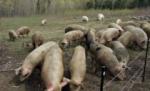 Porcii unei ferme din Canada au luat virusul H1N1 de la stăpânul lor